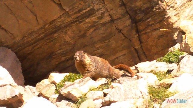 Marmot on Mt. Massive