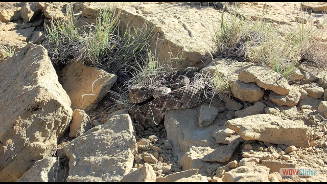 Rattle snake in Bernallio