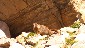 Marmot on Mt. Massive