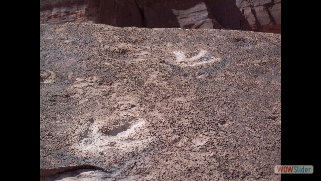 Allosaurus Footprints Moab, UT