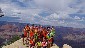 The Grand Canyon