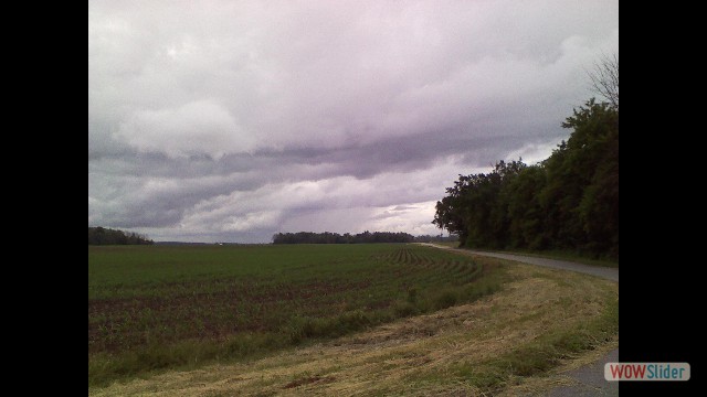 Corn field in Wood county