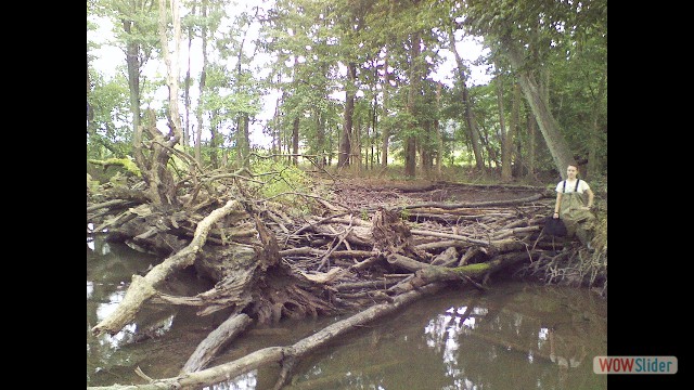Log dam in the middle branch