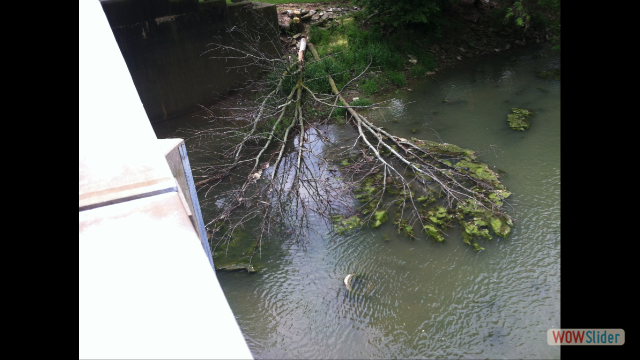 Tree collecting algae in the main branch