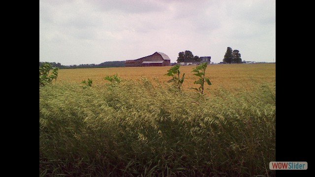 Wheat field in Wood county, OH