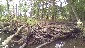 Log dam in the middle branch