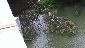 Tree collecting algae in the main branch