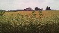 Wheat field in Wood county, OH